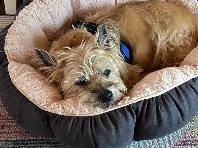 A senior small-sized male Cairn Terrier dog named Buddy for adoption in Hot Springs, SD