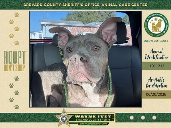 An adult medium-sized male Mixed Breed dog named Rocky for adoption in Melbourne, FL