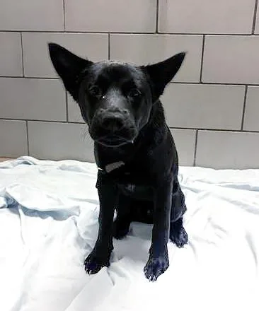 A young medium-sized male Black Mixed Breed dog named Mustard for adoption in Nashville, TN