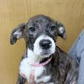 A baby small-sized female Black Terrier dog named Fern for adoption in Tyler, TX