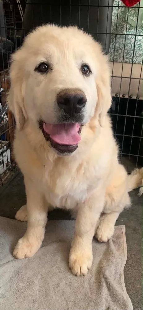 Clyde
