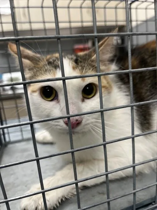 An adult medium-sized female Domestic Short Hair cat named Princess Di for adoption in Las Vegas, NV