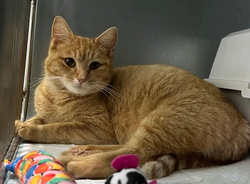 A young medium-sized female Orange & White Domestic Short Hair cat named Emerald for adoption in McPherson, KS
