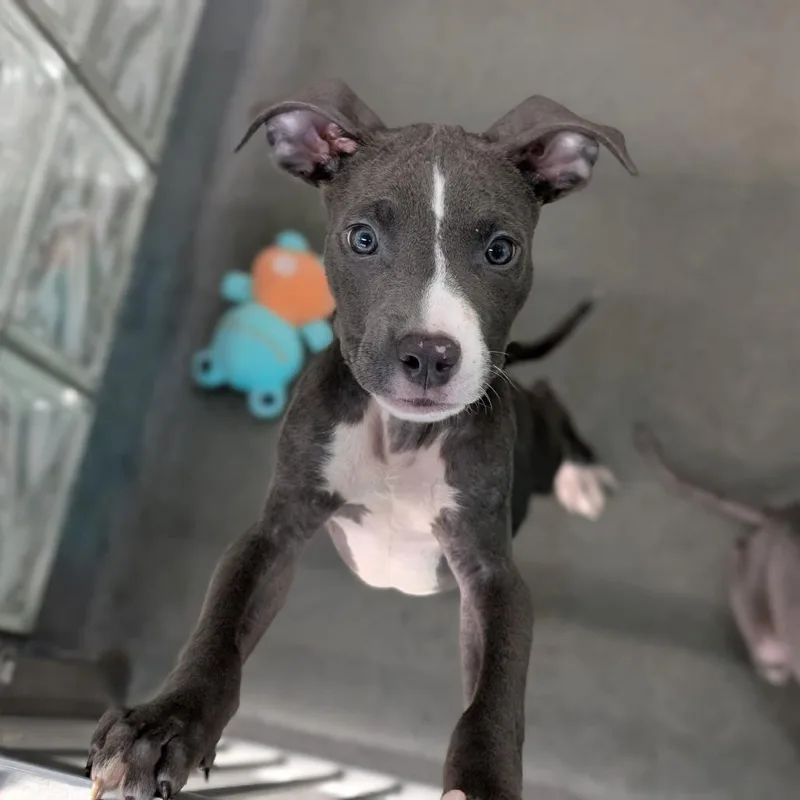 A baby small-sized male Mixed Breed dog named Fryer Tuck for adoption in Pittsburgh, PA
