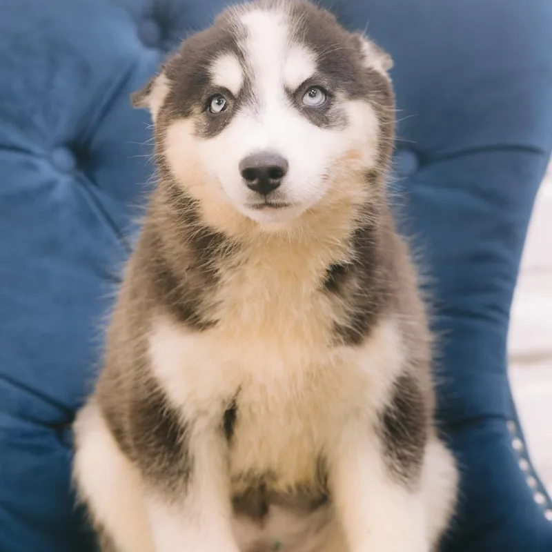 A baby medium-sized female Husky dog named Sandra for adoption in Zionsville, IN