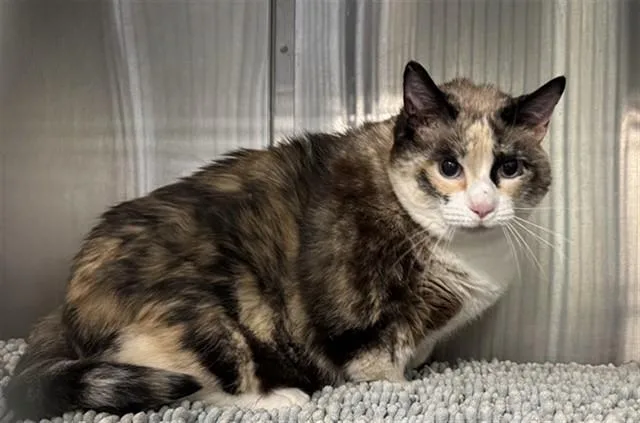 A senior extra large-sized female Domestic Short Hair cat named Daisy for adoption in Santa Monica, CA