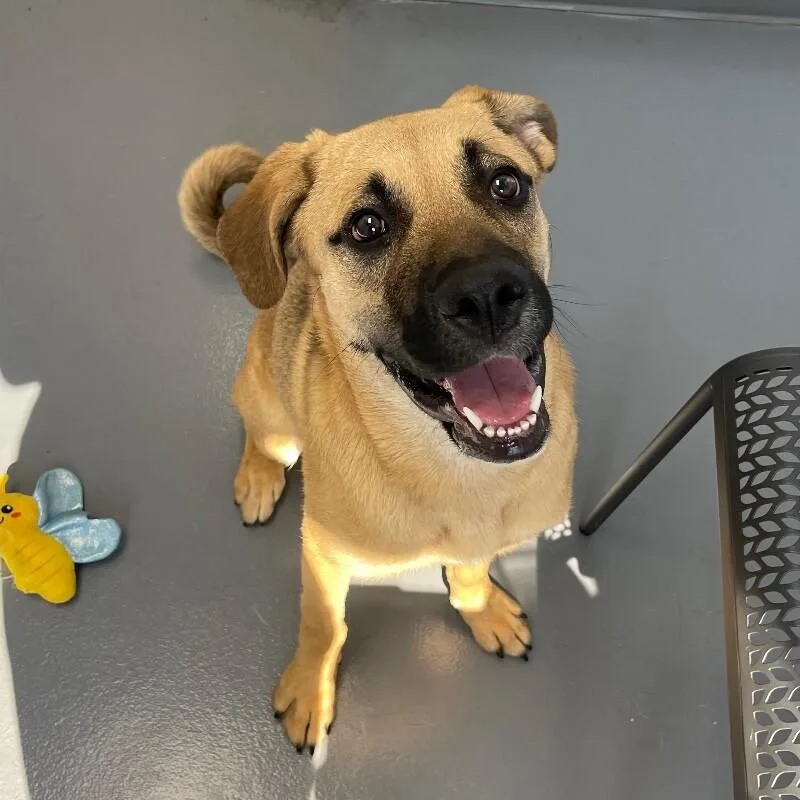A young large-sized male Shepherd dog named Goldie for adoption in Roanoke, VA