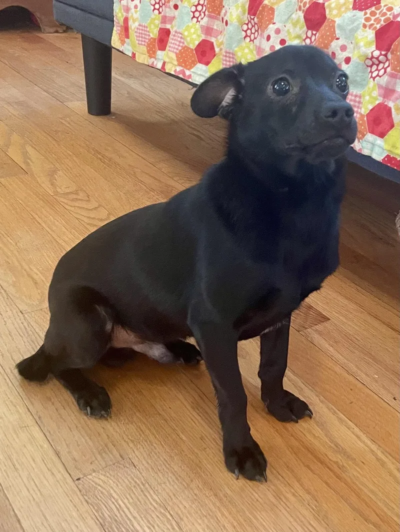 A baby small-sized male Black Chihuahua dog named Jasper for adoption in MORAVIAN FALLS, NC