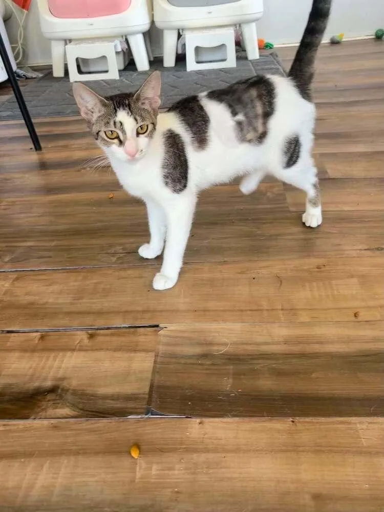 A young medium-sized female Black & White / Tuxedo Domestic Short Hair cat named Jentle for adoption in DELTONA, FL