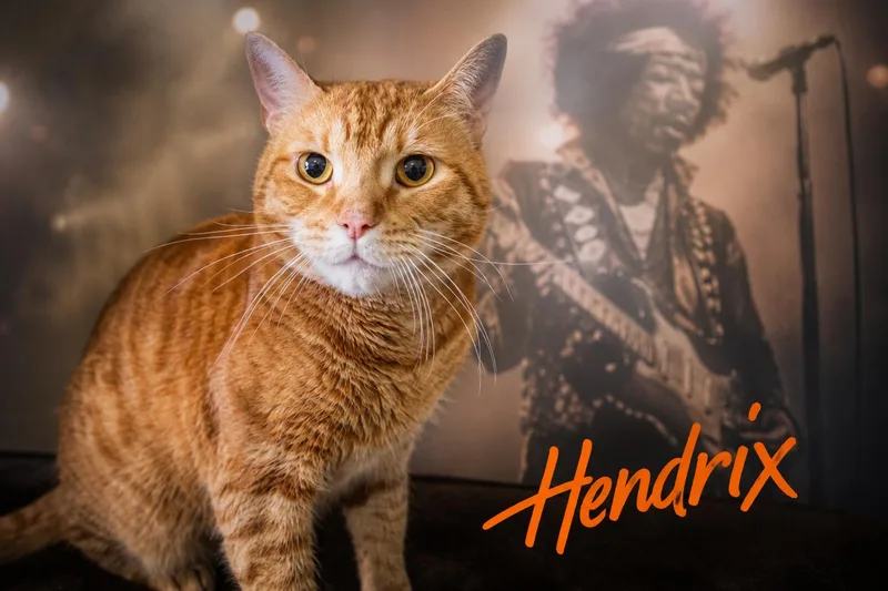 An adult medium-sized male Tabby cat named HendrixKC for adoption in Greenville, DE