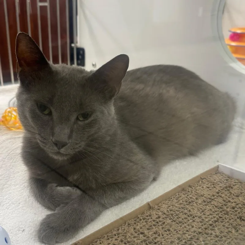 An adult large-sized male Brown / Chocolate Domestic Short Hair cat named Mojito for adoption in West Palm Beach, FL