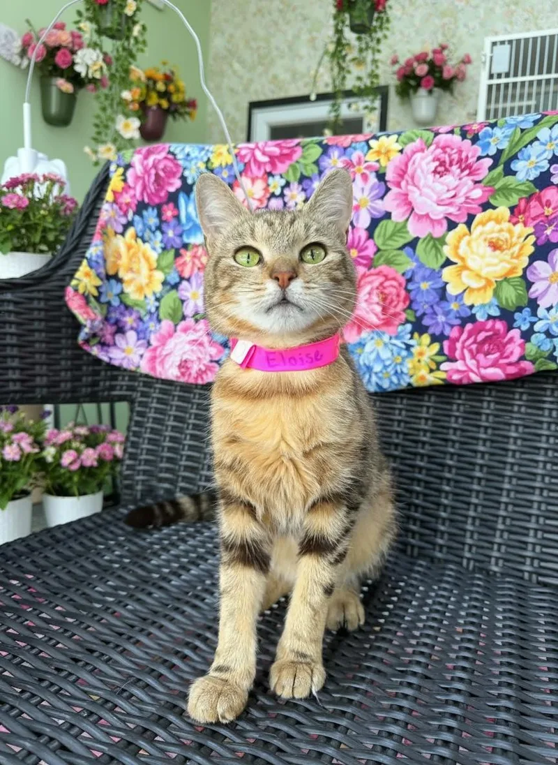 A young small-sized female Tabby cat named Eloise for adoption in Tavares, FL