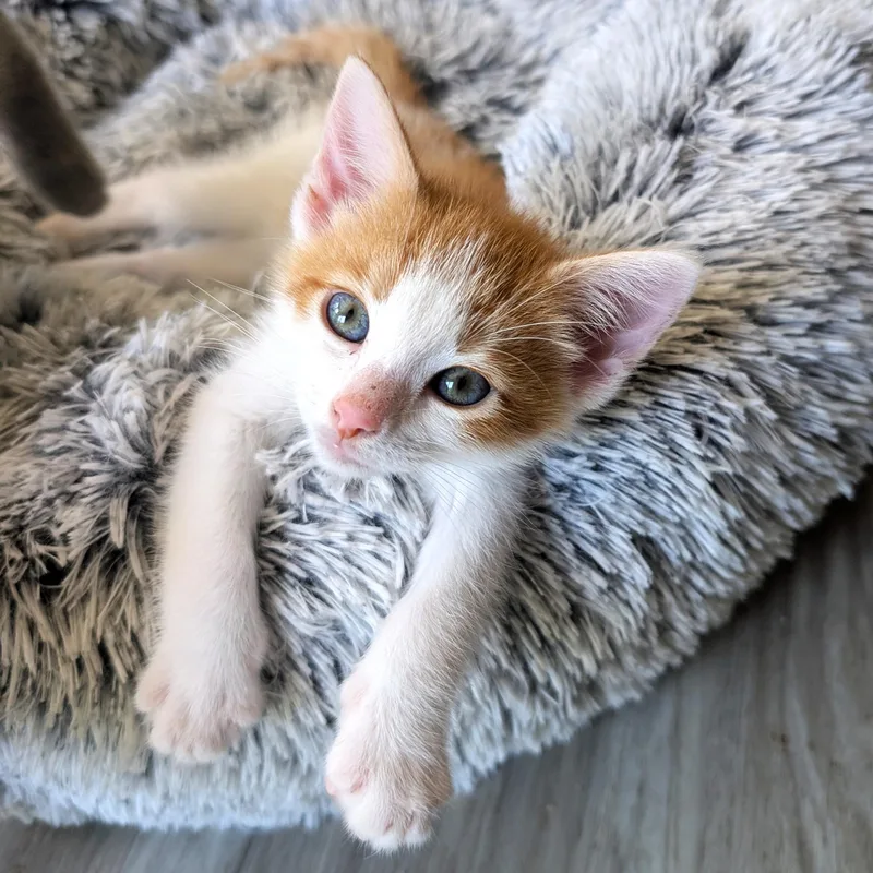 A baby medium-sized male Orange & White Domestic Short Hair cat named Cheeto for adoption in Smithfield, NC