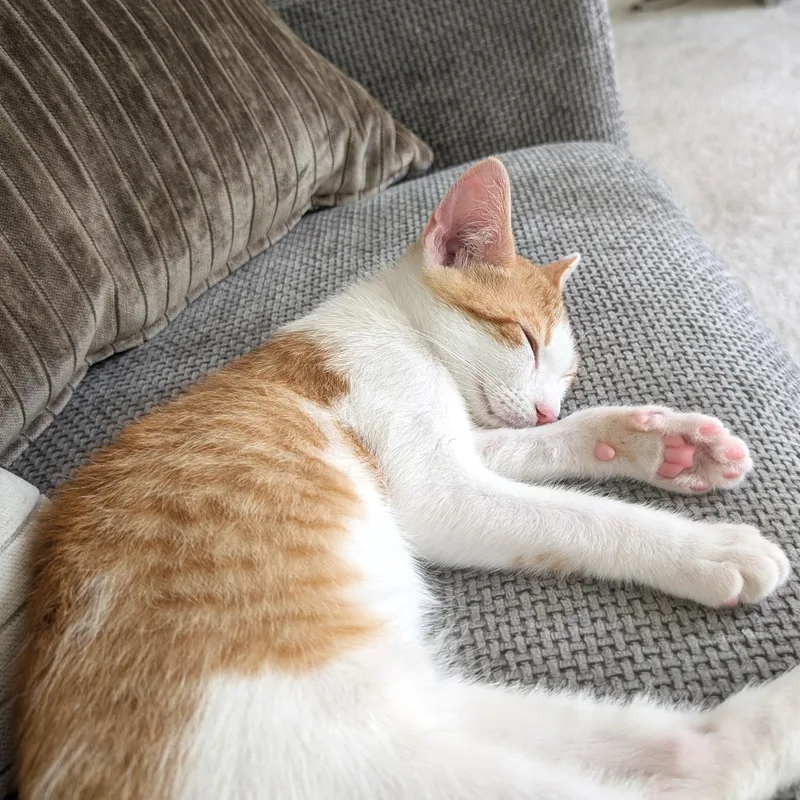 Cheeto thumbnail 2
