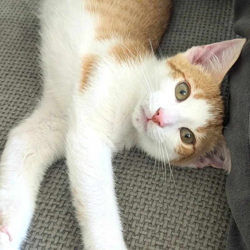 Cheeto thumbnail 3
