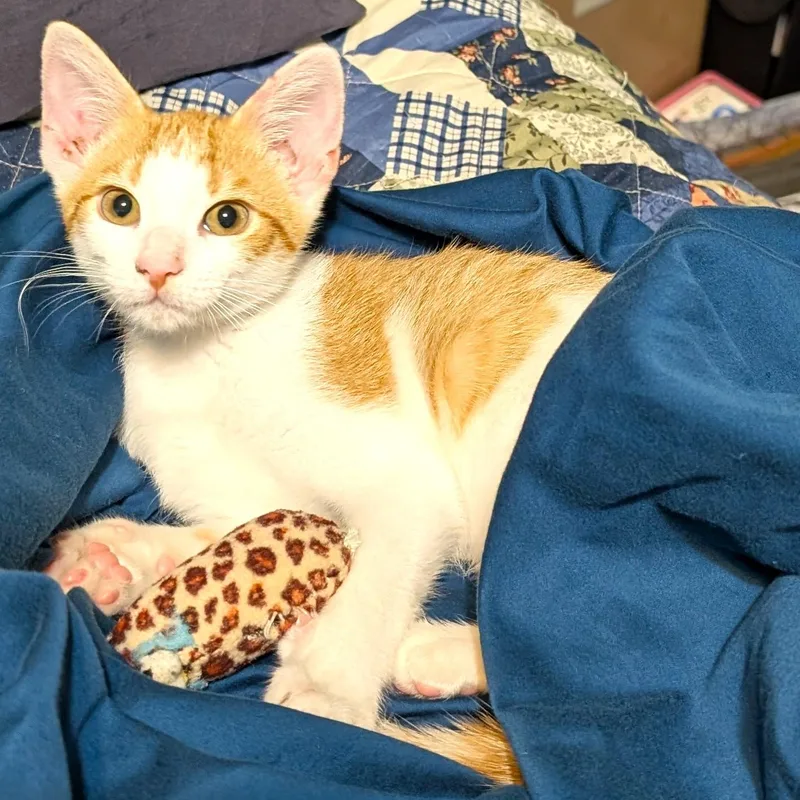 Cheeto thumbnail 4