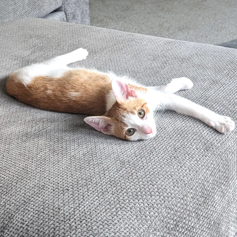 Cheeto thumbnail 5