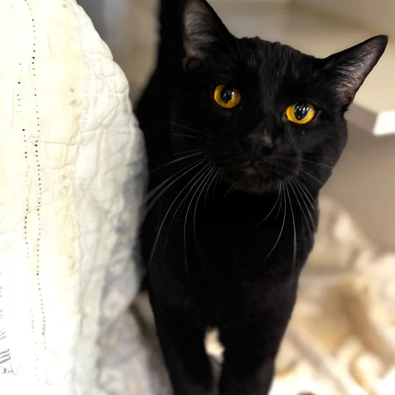 A young large-sized male Black Domestic Short Hair cat named Benito for adoption in Wheeling, IL