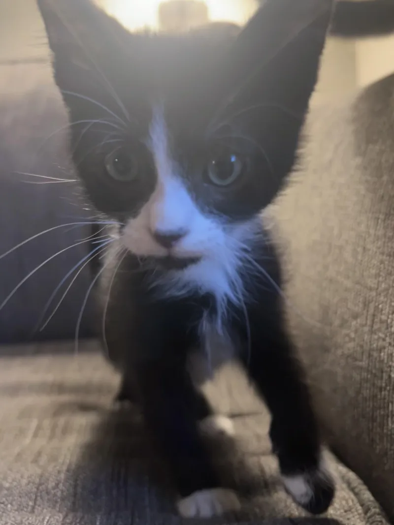 A baby medium-sized male Black & White / Tuxedo Tuxedo cat named George for adoption in Pasco, WA