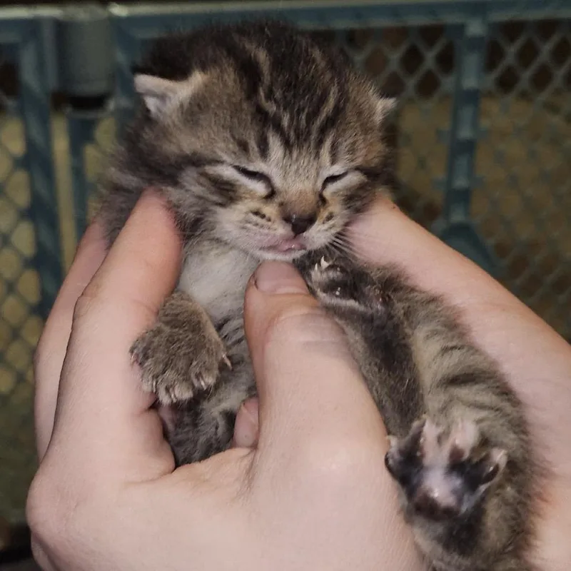 A baby small-sized female Brown / Chocolate Domestic Short Hair cat named Minka for adoption in Inman, SC