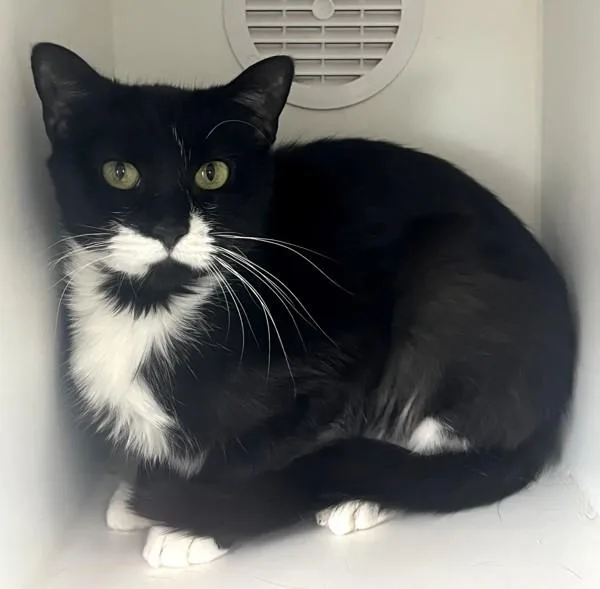 A young medium-sized female Domestic Short Hair cat named Quinoa for adoption in Staten Island, NY