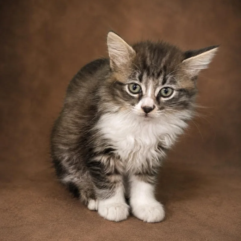 A baby large-sized female Tabby (Brown / Chocolate) Abyssinian cat named Opal for adoption in Heber Springs, AR