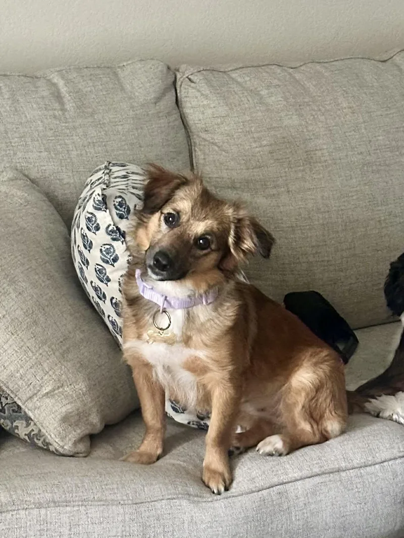 An adult small-sized female Brown / Chocolate Terrier dog named Maple Lou for adoption in Boerne, TX
