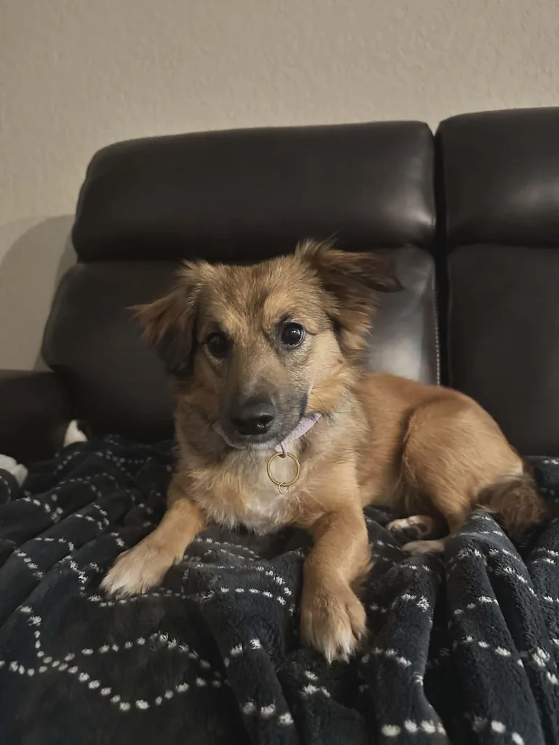 Maple Lou thumbnail 2