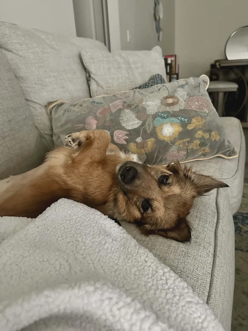 Maple Lou thumbnail 4