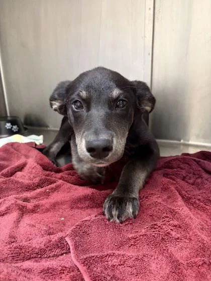 A baby medium-sized female German Shepherd Dog dog named Chloe for adoption in Westland, MI