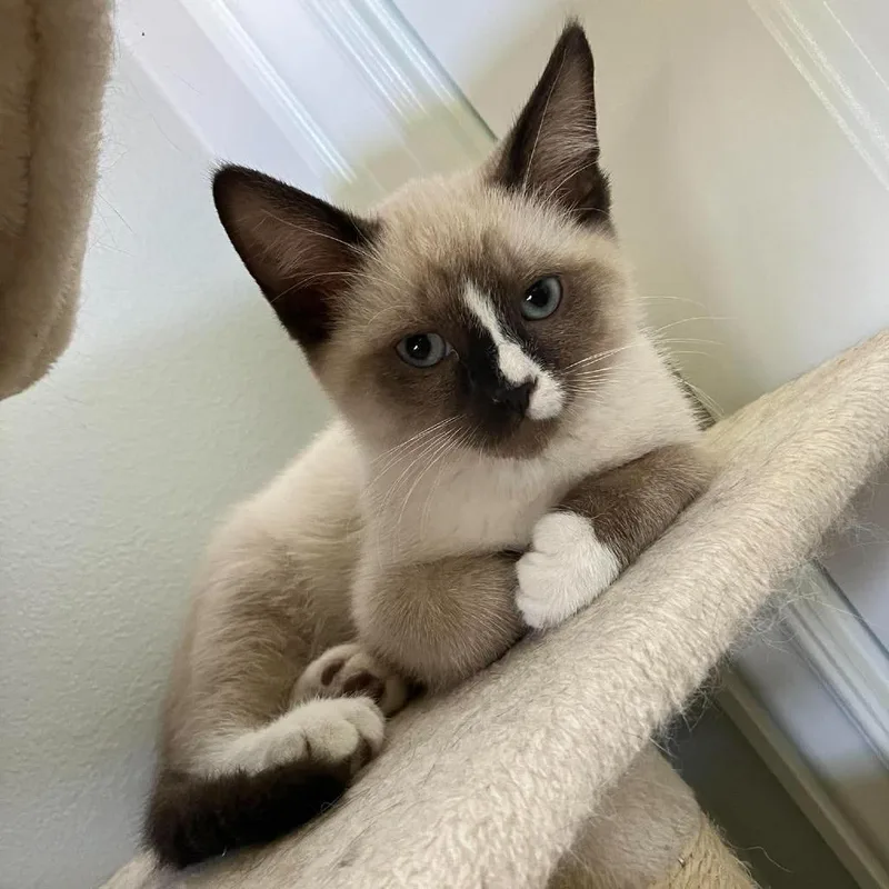 A baby small-sized male Seal Point Domestic Short Hair cat named Carlton Hyland for adoption in Eagle Mountain, UT