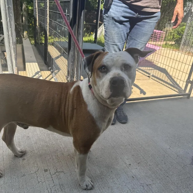 An adult medium-sized male Brown / Chocolate Pit Bull Terrier dog named Triton for adoption in Columbus, NC