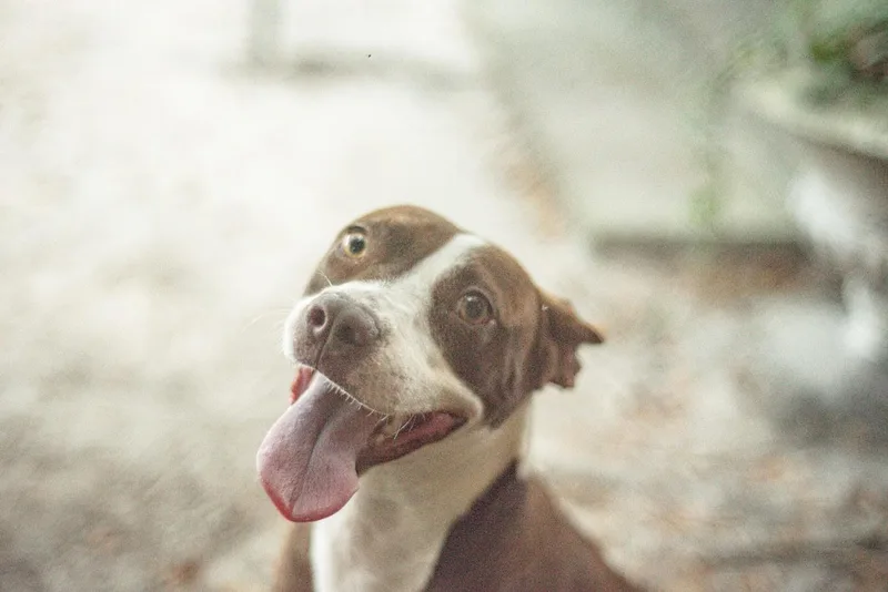 An adult medium-sized female Brown / Chocolate American Staffordshire Terrier dog named Biscuit for adoption in Varnville, SC