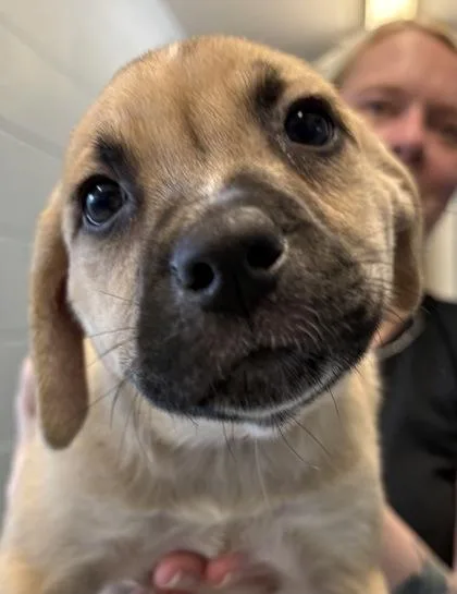 A baby large-sized male Mixed Breed dog named Doodle for adoption in Munster, IN