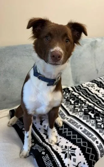 A young medium-sized male Australian Shepherd dog named Coco for adoption in Fort Wayne, IN