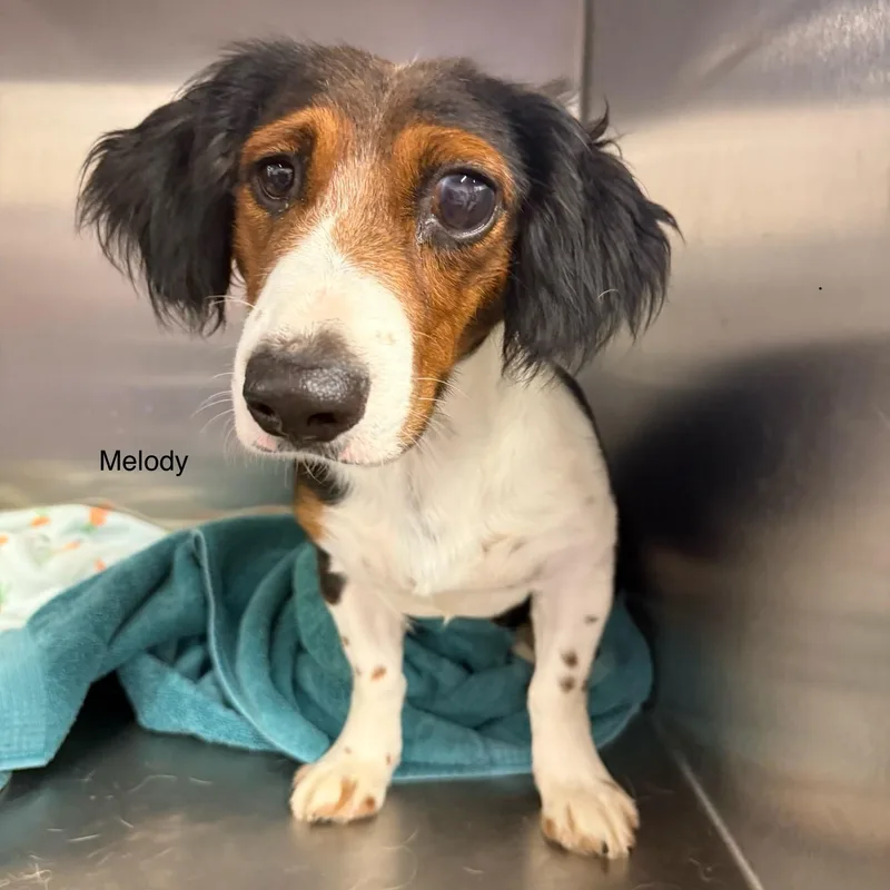 An adult medium-sized female White / Cream Dachshund dog named Melody for adoption in Blue Springs, MO