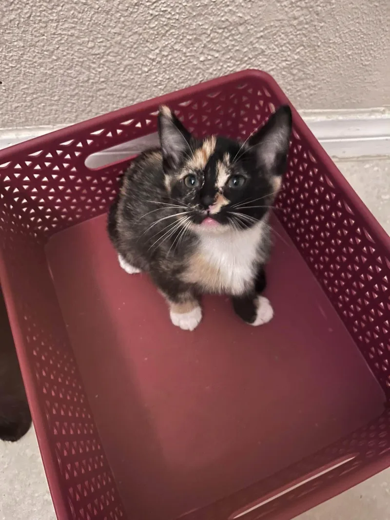 A baby medium-sized female Calico cat named Sassy for adoption in Tehachapi, CA