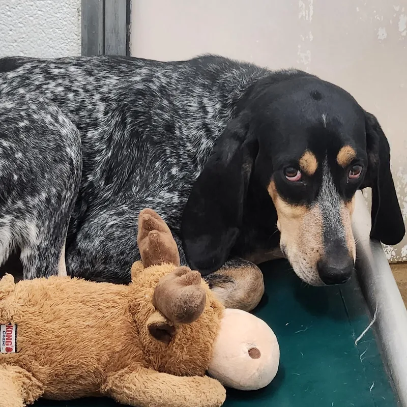 An adult medium-sized male Bluetick Coonhound dog named Cletus for adoption in Stanley, VA