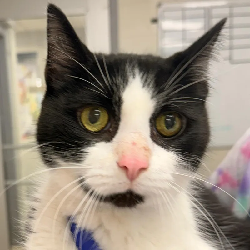 A senior medium-sized male White Domestic Short Hair cat named Wafer for adoption in Evansville, IN