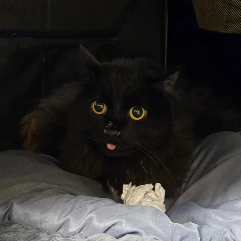 A senior large-sized male Black Domestic Medium Hair cat named Sage for adoption in Waukesha, WI