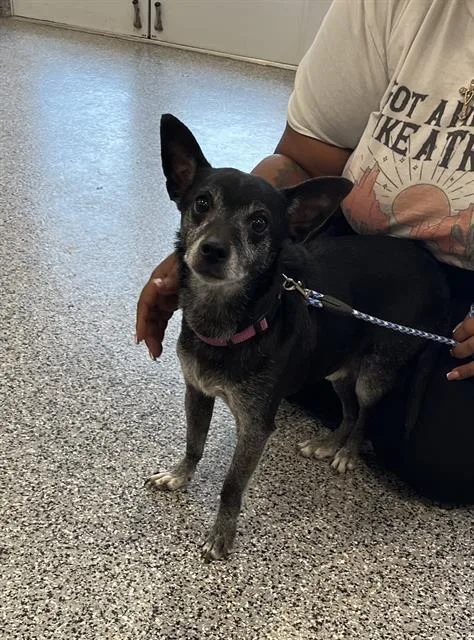 An adult small-sized male Chihuahua dog named Midnight for adoption in Palmetto, FL