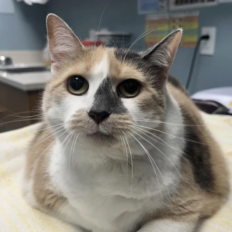 A senior medium-sized female Domestic Short Hair cat named Missy for adoption in New Castle, DE