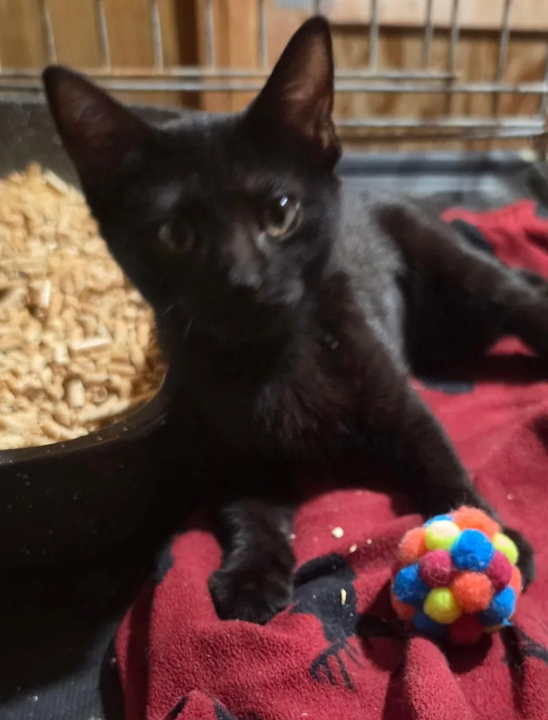 A baby medium-sized female Black Domestic Short Hair cat named August for adoption in Versailles, KY