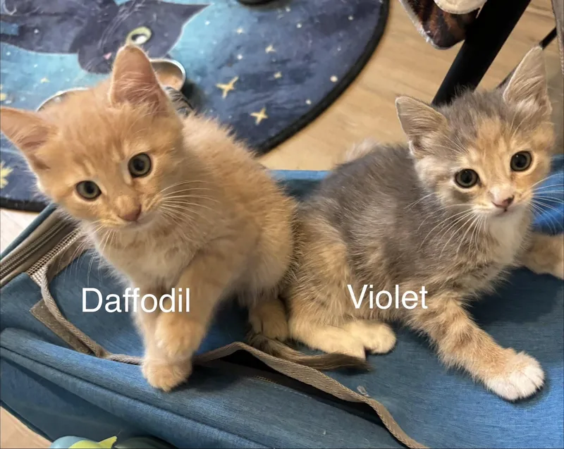 A baby medium-sized male Buff / Tan / Fawn Domestic Short Hair cat named Coming Soondaffodil & Violet for adoption in Laurel, MD