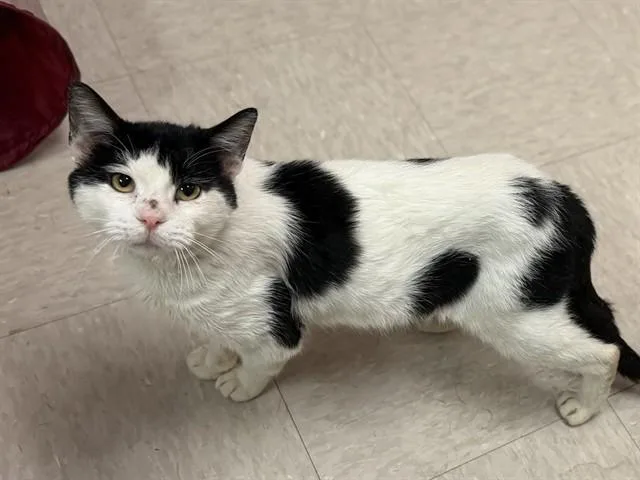 A young medium-sized male Domestic Short Hair cat named Charming for adoption in Olivette, MO