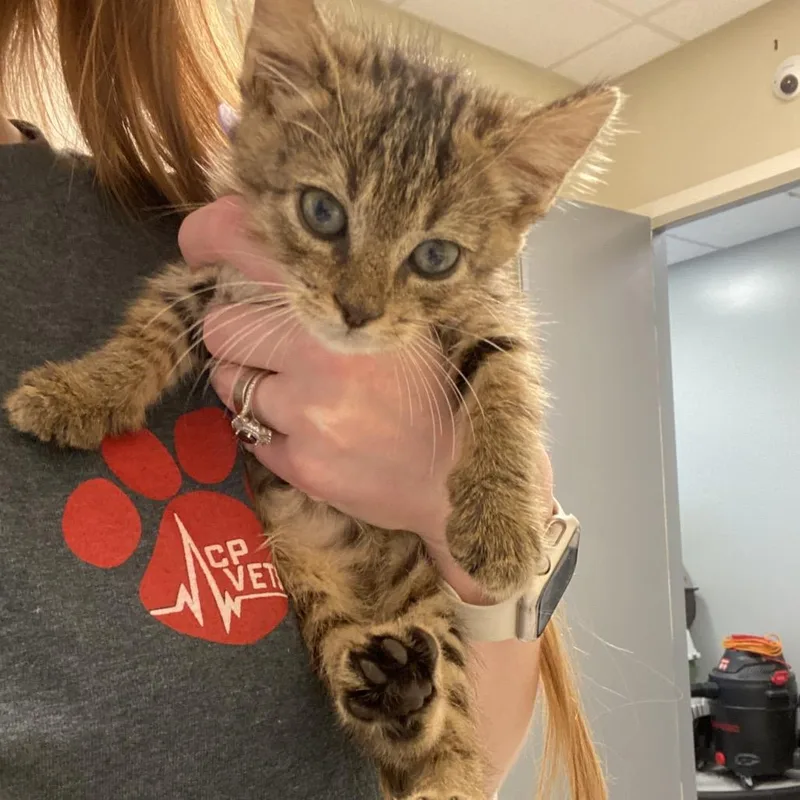 A baby small-sized male Brown / Chocolate Domestic Short Hair cat named Genie for adoption in Elizabeth City, NC