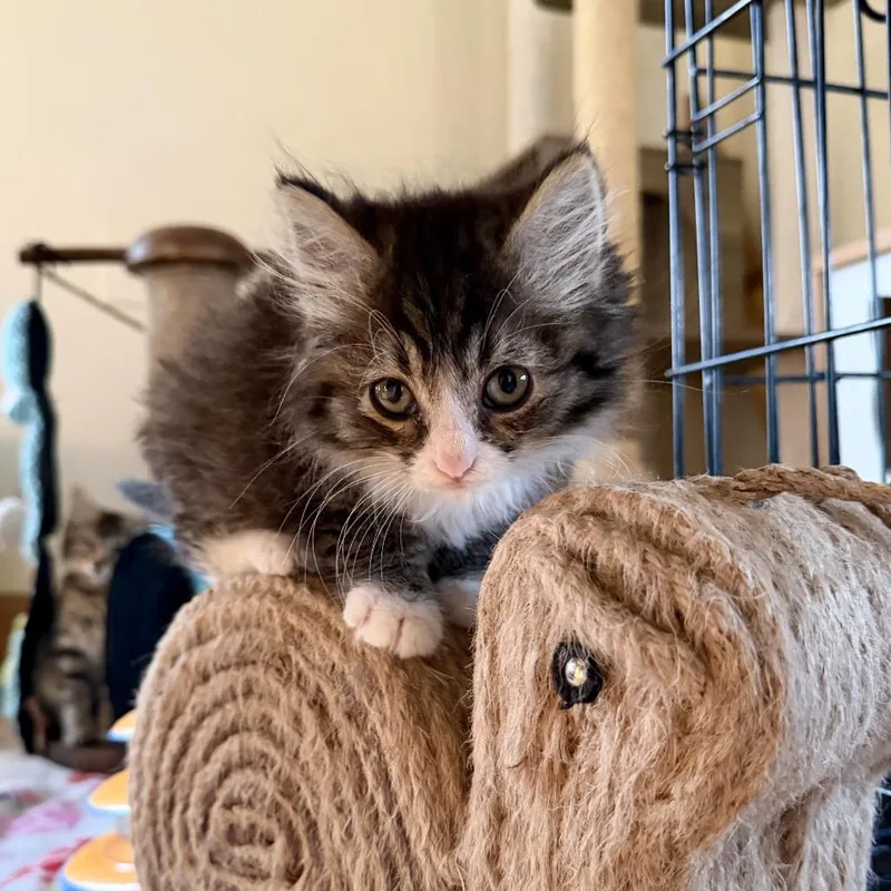 A baby small-sized female Black Domestic Long Hair cat named Amelia Miller for adoption in Woodstock, VA