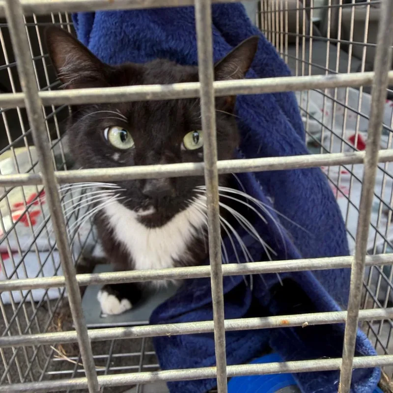 A senior medium-sized female Black Domestic Short Hair cat named Oreo for adoption in Coos Bay, OR