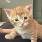 A baby small-sized male Domestic Short Hair cat named Tiny for adoption in Cumming, GA