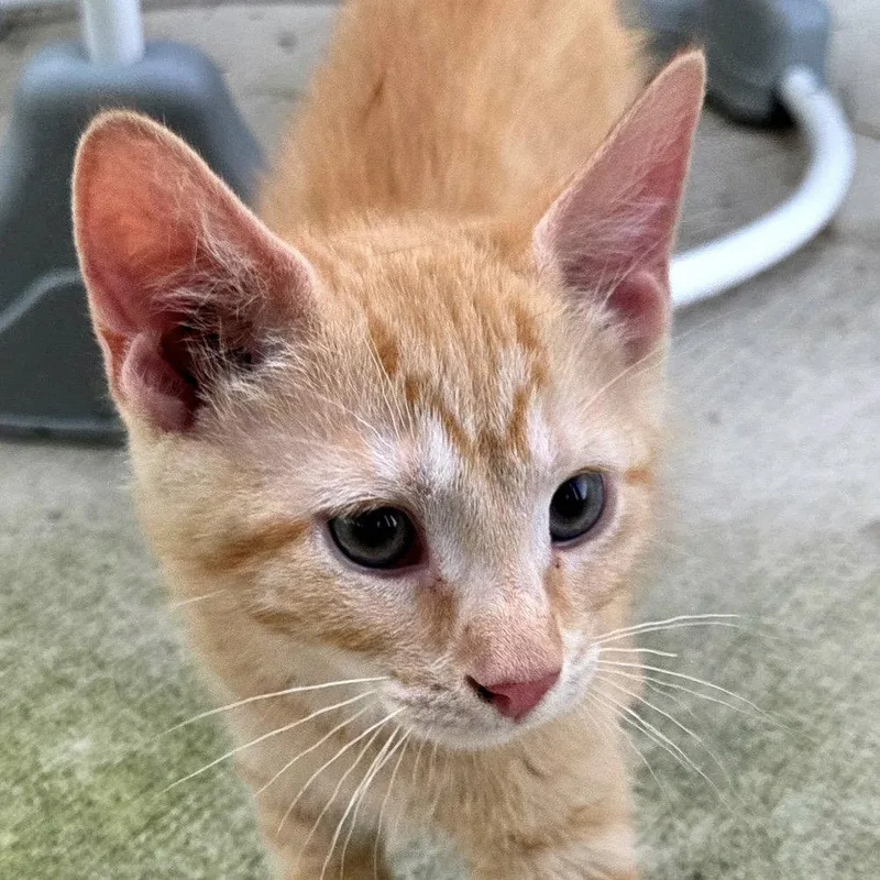 A baby medium-sized male Orange / Red Domestic Short Hair cat named Mango for adoption in Tampa, FL